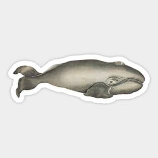 Large Retro Whale  Design Sticker